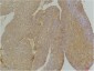 EphA1 Polyclonal Antibody