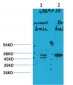 GABA A Receptor α3 Polyclonal Antibody