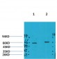 GABA A Receptor α4 Polyclonal Antibody