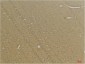 GABA B Receptor 2 Polyclonal Antibody