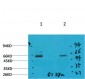 GABA Transporter 1 Polyclonal Antibody