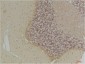 GABA Transporter 1 Polyclonal Antibody