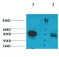 Ghrelin Receptor Polyclonal Antibody