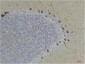 Ghrelin Receptor Polyclonal Antibody