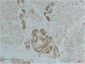 Ghrelin Receptor Polyclonal Antibody