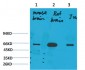 KCNK10 (TREK-2) Polyclonal Antibody