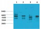 KCNN4 (SK4) Polyclonal Antibody