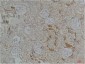 Kir4.1 Polyclonal Antibody
