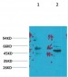 Kv1.3 Polyclonal Antibody