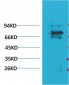 Kv1.5 Polyclonal Antibody