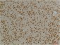 Kv10.1 Polyclonal Antibody