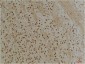 Kv10.1 Polyclonal Antibody