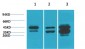 DUSP6 Polyclonal Antibody