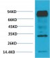 HIF-1 β/ARNT Monoclonal Antibody(4C5)