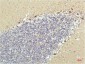 PPAR Delta mouse Monoclonal Antibody(2F9)