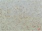 PPAR Delta mouse Monoclonal Antibody(2F9)