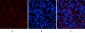 PPAR Delta mouse Monoclonal Antibody(2F9)