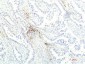 JAK1 mouse Monoclonal Antibody(7G6)