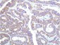 STAT1 mouse Monoclonal Antibody(12E8)