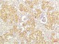IL-8 mouse Monoclonal Antibody(13F8)