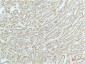 a-actinin Monoclonal Antibody(4A12)