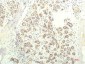 STAT1 mouse Monoclonal Antibody(5H7)