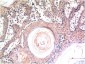 Caspase-3 mouse Monoclonal Antibody(4B8)
