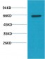 AKT mouse Monoclonal Antibody(10D6)