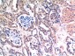 Bax mouse Monoclonal Antibody(6F11)