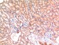 Bax mouse Monoclonal Antibody(6F11)