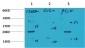 Bax mouse Monoclonal Antibody(6F11)