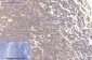 Bax mouse Monoclonal Antibody(6F11)