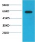 Phospho-Akt (S473) mouse Monoclonal Antibody(6F8)