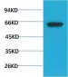 Phospho-Akt (S473) mouse Monoclonal Antibody(7F9)