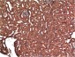 Bax mouse Monoclonal Antibody(1C1)