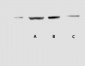 Bax mouse Monoclonal Antibody(1C1)