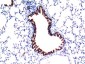 TGFβ1 mouse Monoclonal Antibody(5D2)