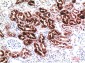Cystatin C mouse Monoclonal Antibody(7F11)