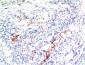 TGFβ1 mouse Monoclonal Antibody(10E5)