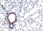 TGFβ1 mouse Monoclonal Antibody(10E5)