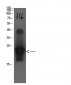 Cystatin C mouse Monoclonal Antibody(3C6)