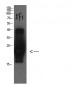 Cystatin C mouse Monoclonal Antibody(5F1)