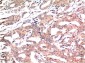 GSK3β mouse Monoclonal Antibody(1A6)