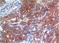 GSK3β mouse Monoclonal Antibody(1A6)