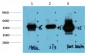 GSK3β mouse Monoclonal Antibody(1A6)