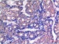 GSK3β mouse Monoclonal Antibody(2C6)