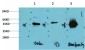 GSK3β mouse Monoclonal Antibody(2C6)