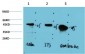 GSK3β mouse Monoclonal Antibody(4D2)