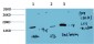 LC3A mouse Monoclonal Antibody(5G10)