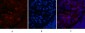 LC3A mouse Monoclonal Antibody(5G10)